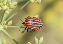 Graphosoma italicum