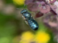 Ceratina unimaculata
