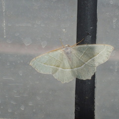 Campaea margaritaria