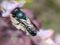 Ceratina unimaculata