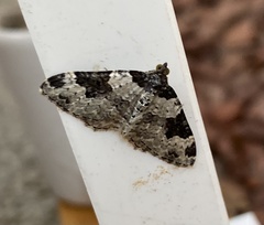 Xanthorhoe fluctuata