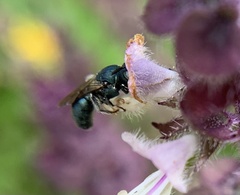 Ceratina unimaculata