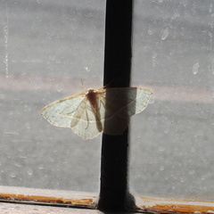 Campaea margaritaria