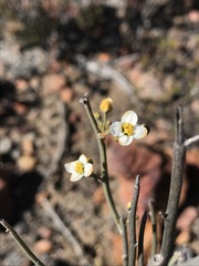 Montinia caryophyllacea