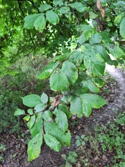 Ulmus glabra