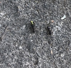 Tetramorium immigrans