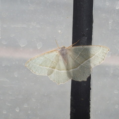 Campaea margaritaria