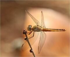 Crocothemis nigrifrons