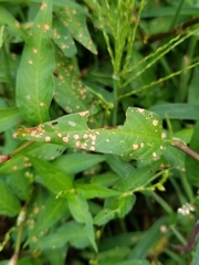 Septoria polygonorum