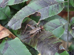 Cardiodactylus guttulus