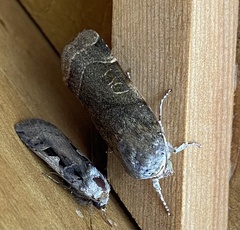 Noctua fimbriata