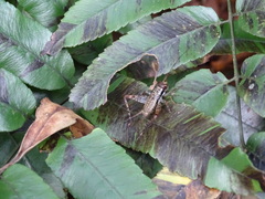 Cardiodactylus guttulus