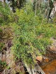 Grevillea