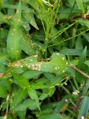 Septoria polygonorum