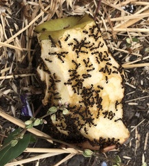 Tetramorium immigrans