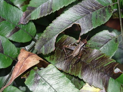 Cardiodactylus guttulus