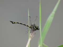 Ictinogomphus rapax