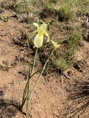 Moraea spathulata
