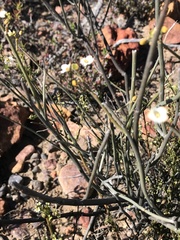 Montinia caryophyllacea