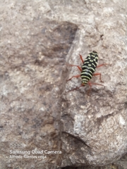 Placosternus erythropus