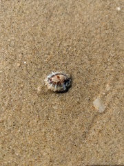 Siphonaria denticulata