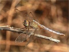Crocothemis nigrifrons