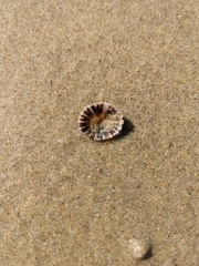 Siphonaria denticulata