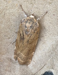 Noctua fimbriata