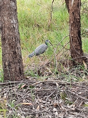 Egretta novaehollandiae