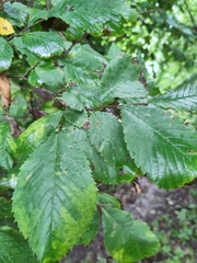 Ulmus glabra