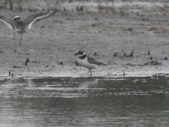Charadrius hiaticula