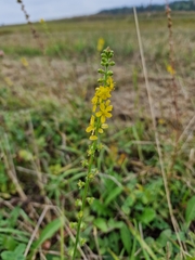 Agrimonia eupatoria