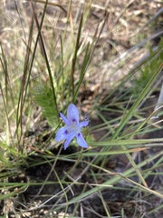 Moraea stricta
