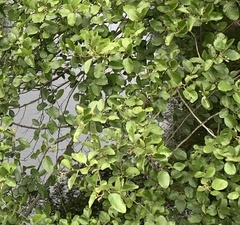 Alnus rhombifolia