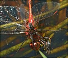 Dolomedes facetus