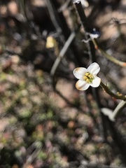 Montinia caryophyllacea