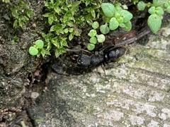 Ectatomminae