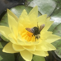 Bombus vosnesenskii