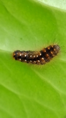 Acronicta auricoma