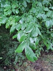 Ulmus glabra