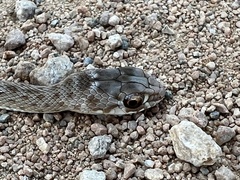 Malpolon monspessulanus