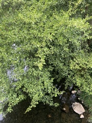 Alnus rhombifolia