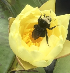 Bombus vosnesenskii