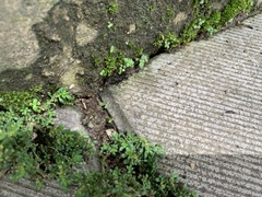 Ectatomminae