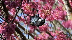 Prosthemadera novaeseelandiae novaeseelandiae