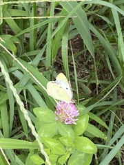 Colias poliographus