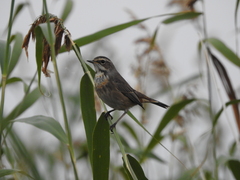Luscinia svecica