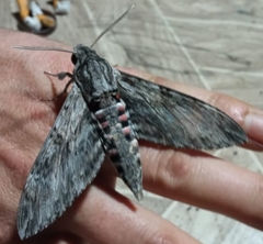 Agrius convolvuli