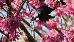 Prosthemadera novaeseelandiae novaeseelandiae