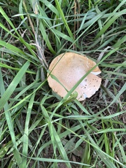 Leratiomyces percevalii